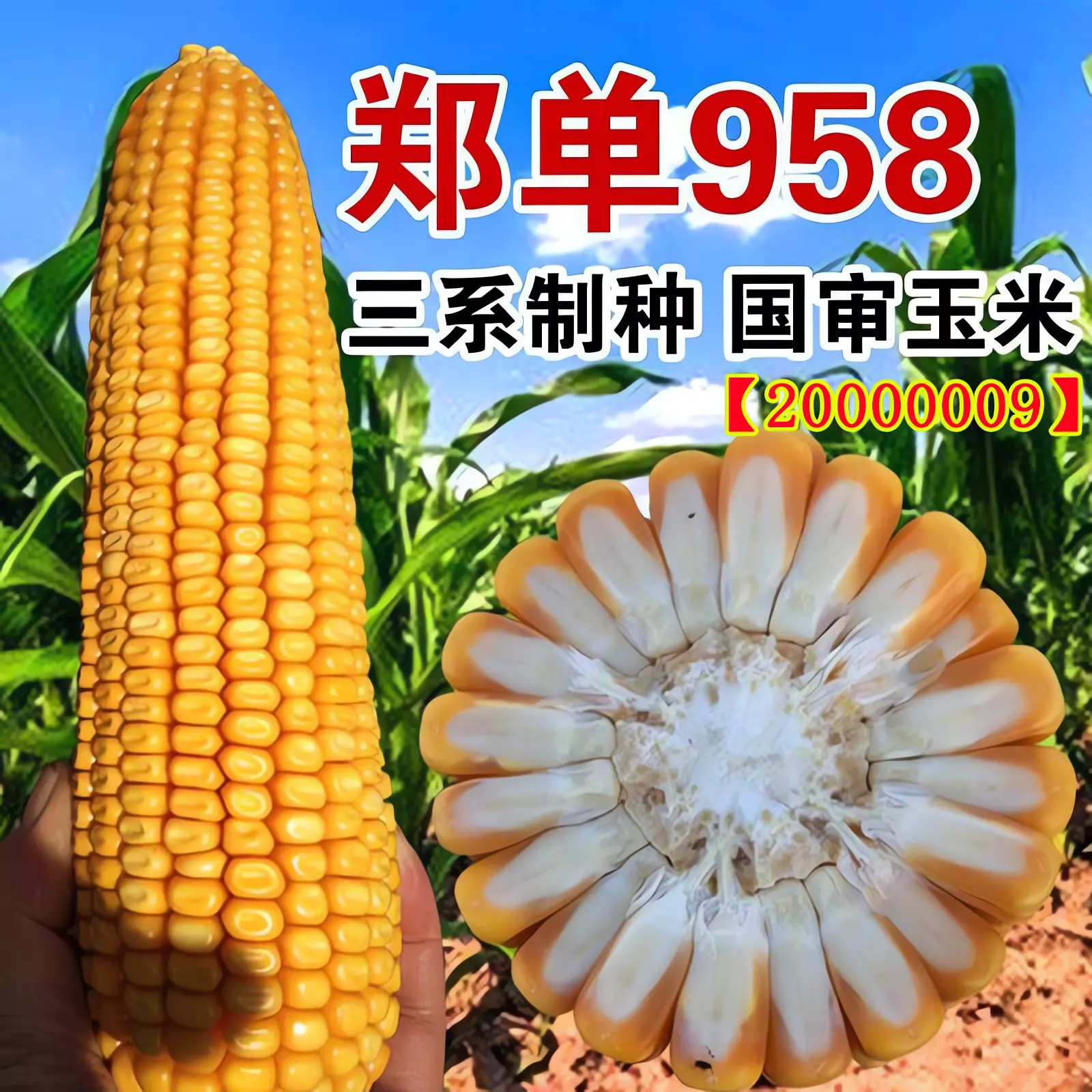 批发正品高产玉米种子郑单958原装三系杂交耐旱抗锈矮杆抗倒苞米