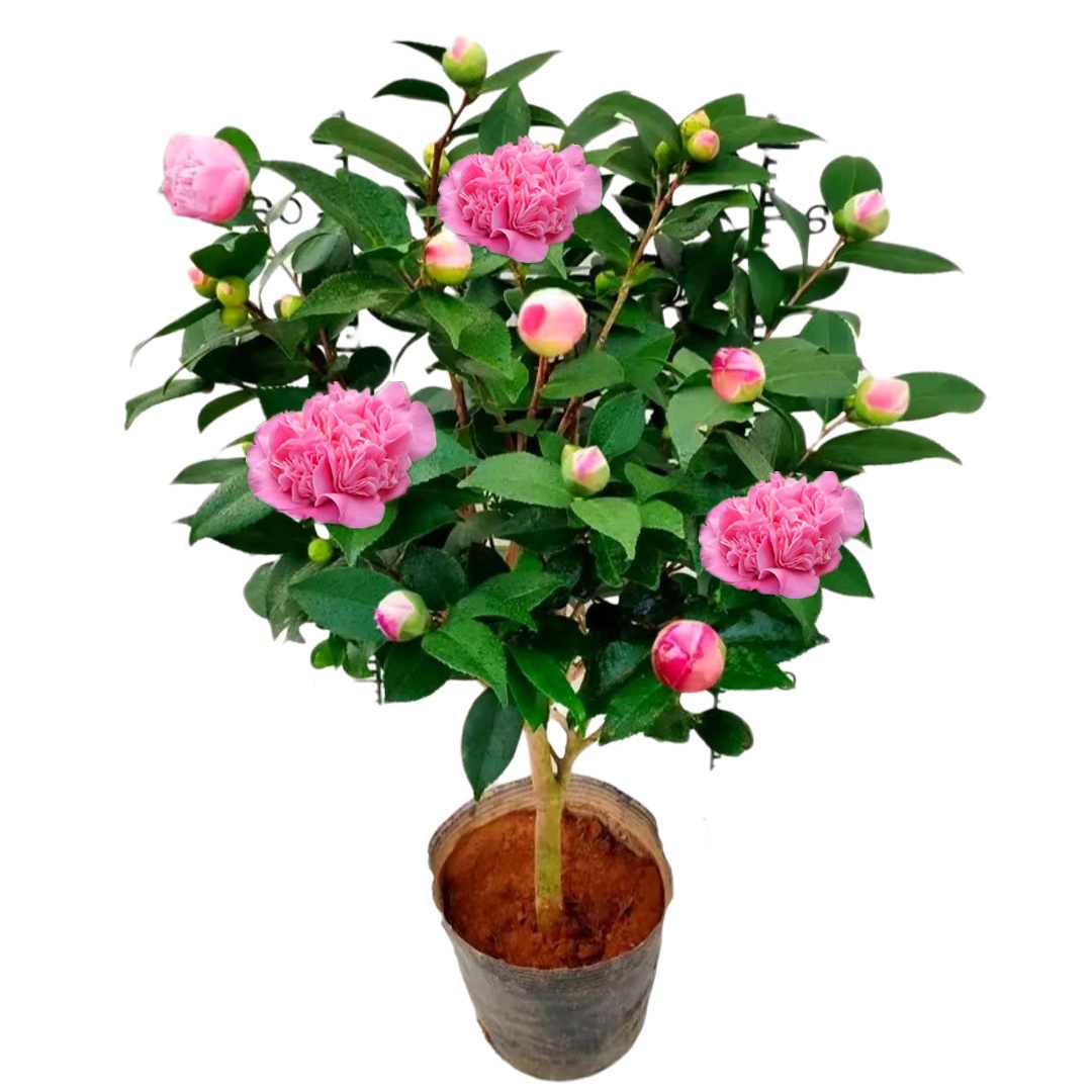 香妃山茶花盆栽带花苞五色赤丹花卉植物室内好养茶花树苗多季开花