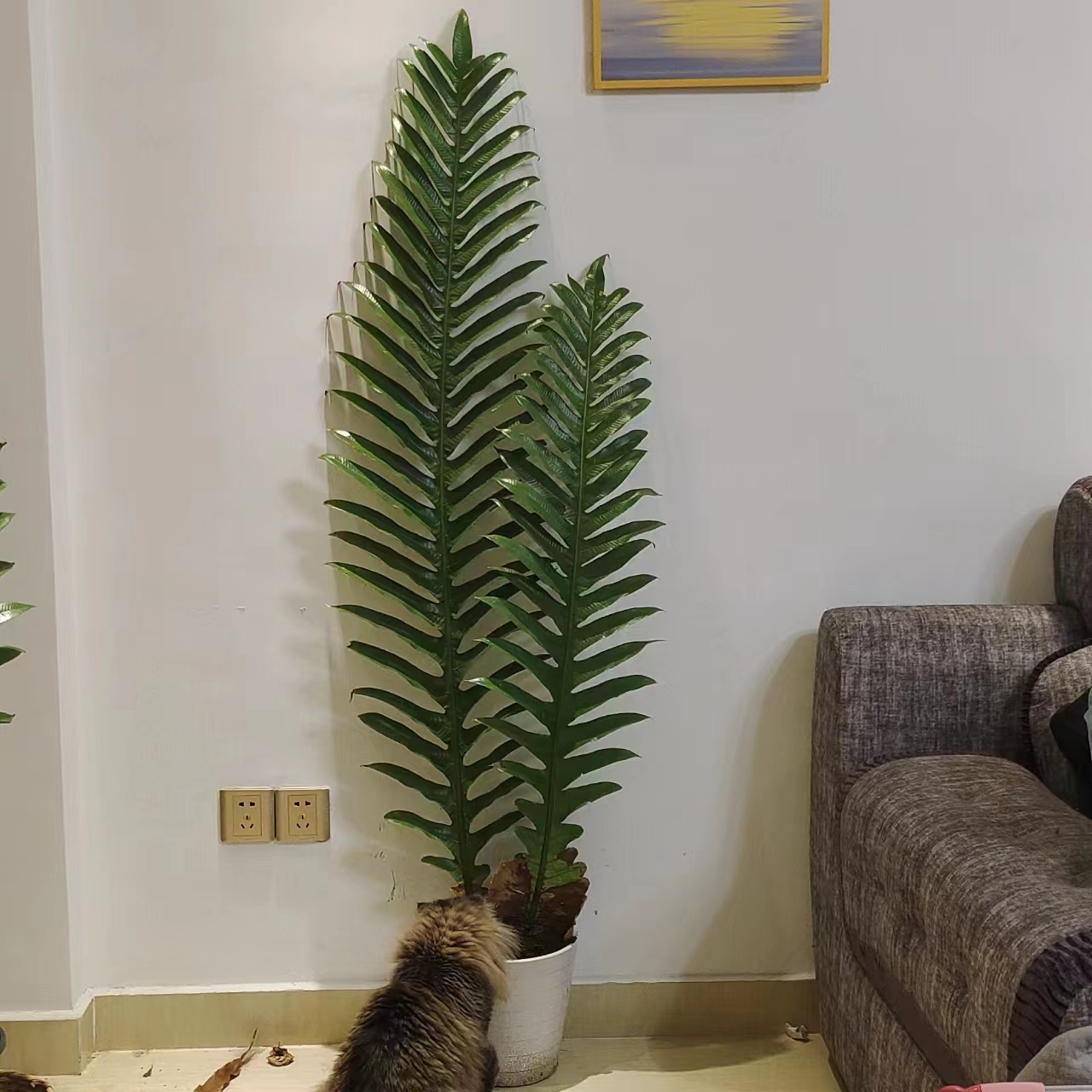 王冠蕨室内绿植王冠蕨好种好养四季常青一片成景