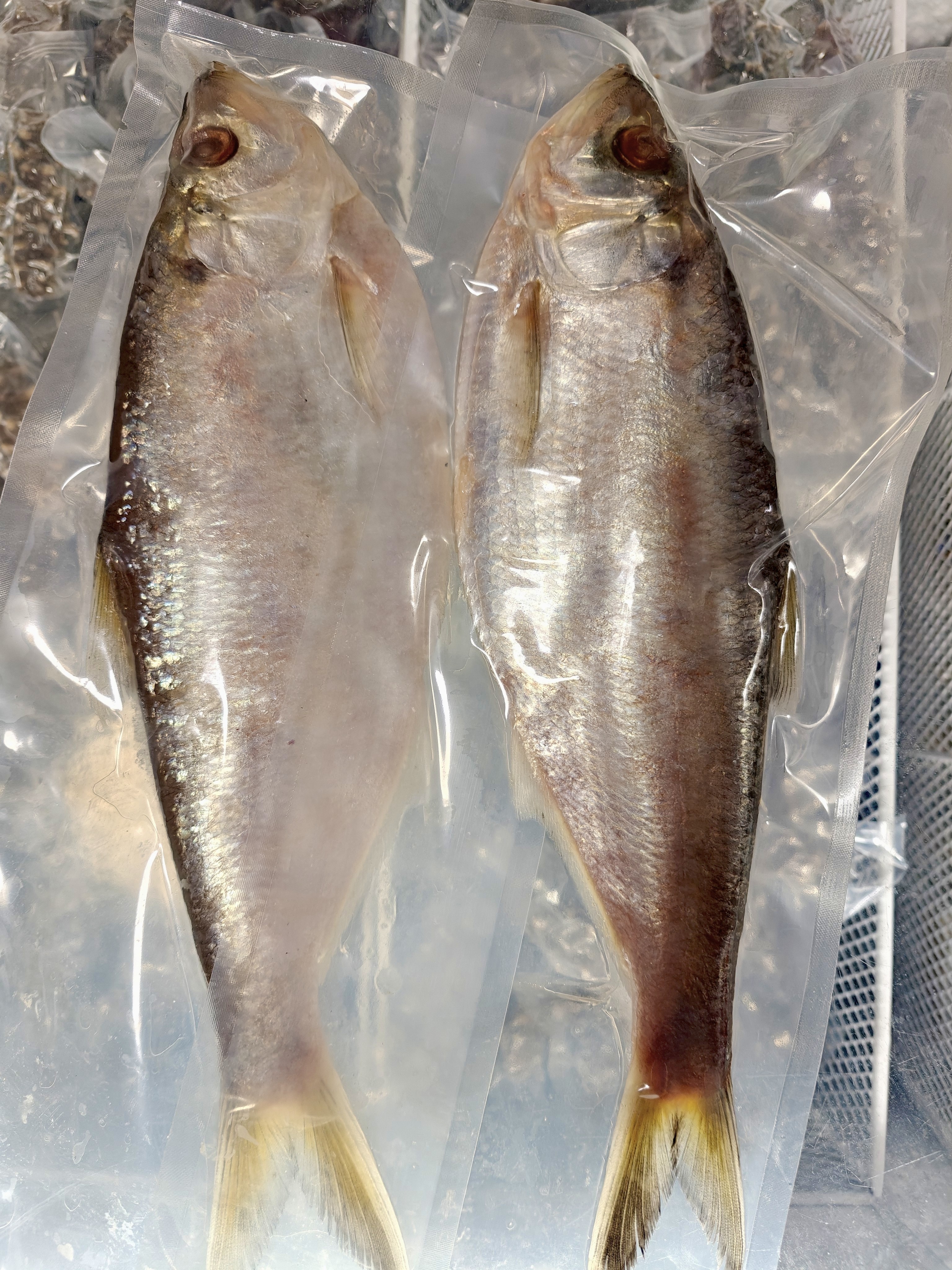 山东特产咸白鳞鱼 香鱼 快鱼 鳓鱼 汤腌老咸鱼 新货白鳞鱼大号1斤