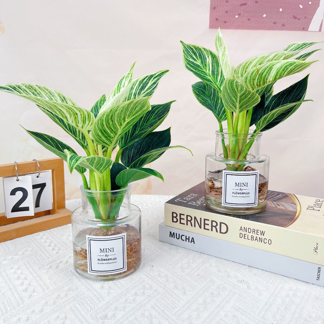 铂金钻绿植盆栽室内蔓绿绒植物水培绿植客厅桌面盆栽好养易活