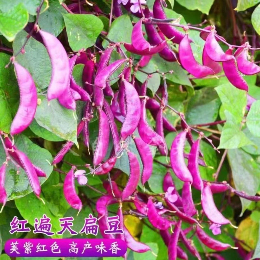 【紫眉豆种子】家庭种植阳台小院花园盆栽地栽四季种植易栽易活