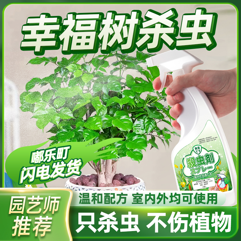 幸福树有虫子去虫杀虫剂发财小飞虫用药怎么办除虫药招财驱虫药生