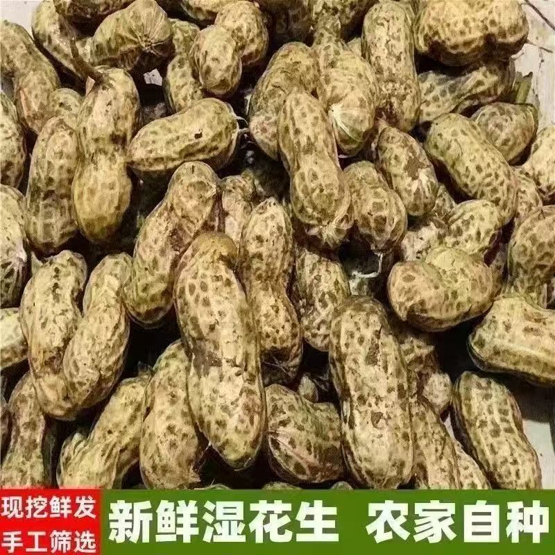 新鲜现挖带壳湿花生农家自种可水煮生吃当季花生