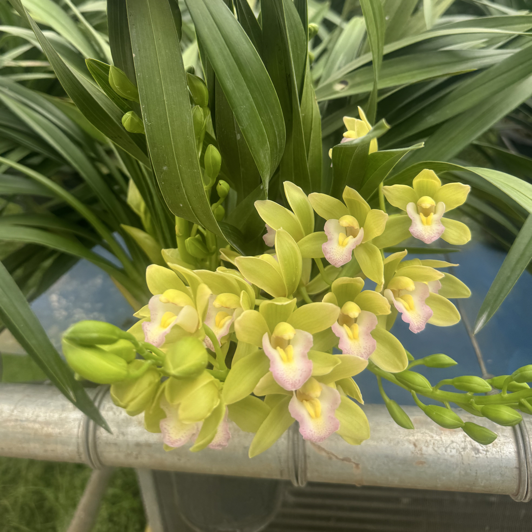 大花蕙兰香兰浓香型国兰年宵花花期长翠绿色花卉绿植盆栽