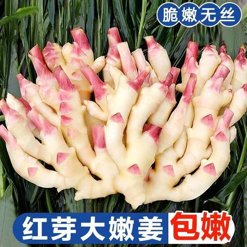 【5斤太便宜】正宗红芽嫩仔姜农家种植生姜天然脆嫩子姜大姜泡糖醋