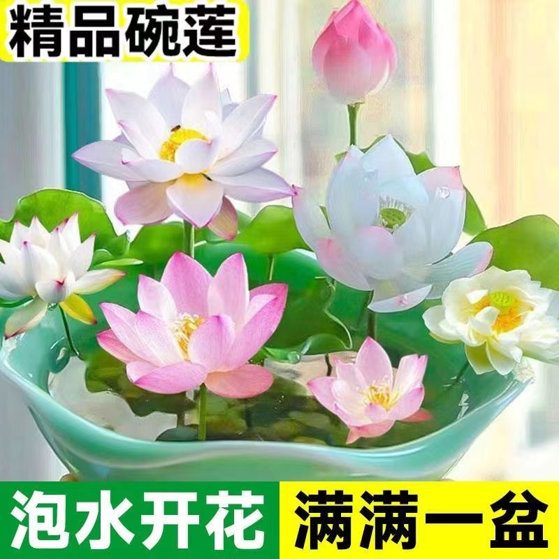 新疆包邮—【30粒】碗莲种四季开花水培水养绿植物睡莲荷花无土盆栽