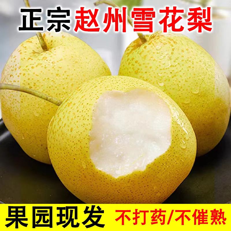 正宗赵县雪花梨河北雪梨新鲜水果梨子冰糖雪梨应季水果雪梨包邮