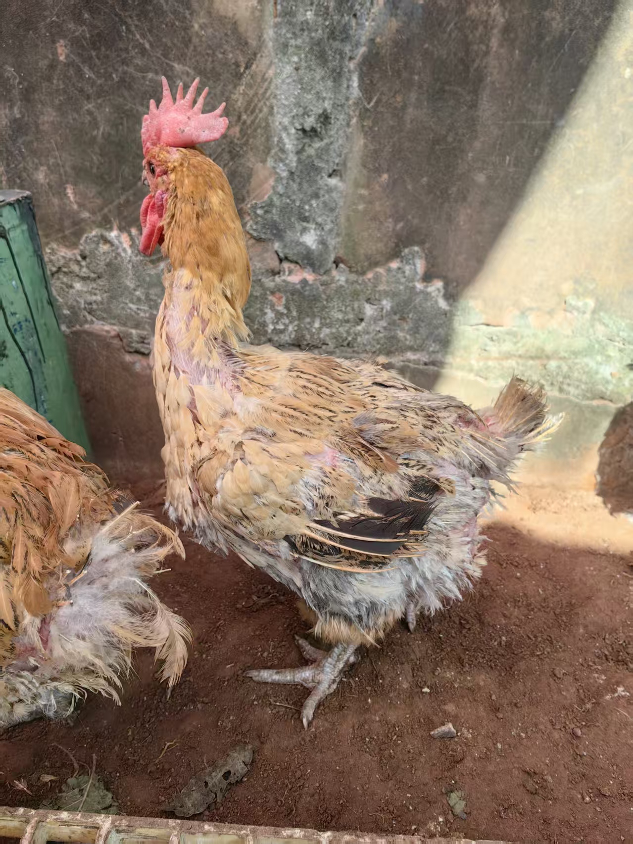 散养一年多青脚麻老母鸡