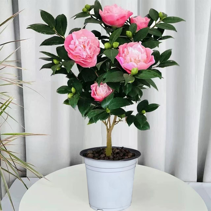 香妃山茶花盆栽好养活适合室内外阳台庭院种植