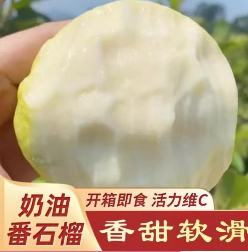 福建芭乐自家果园新鲜采摘