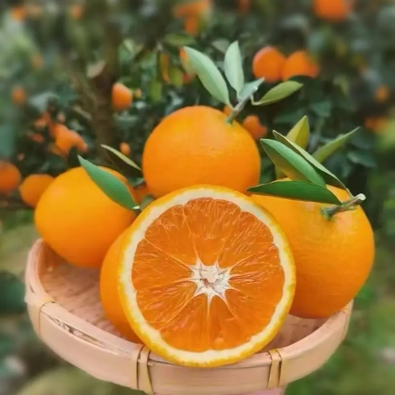 【陈加平老师推荐】正宗枝江纽荷尔脐橙果园现摘现发附剥橙器