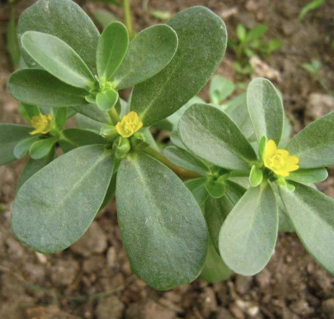 马齿苋种子草本植物耐热耐旱四季阳台小院盆栽地栽