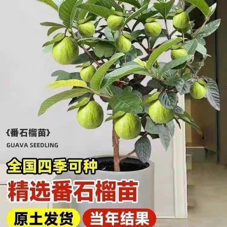 珍珠番石榴树果苗红心帝王芭乐树苗四季结果嫁接果树果苗当年结果