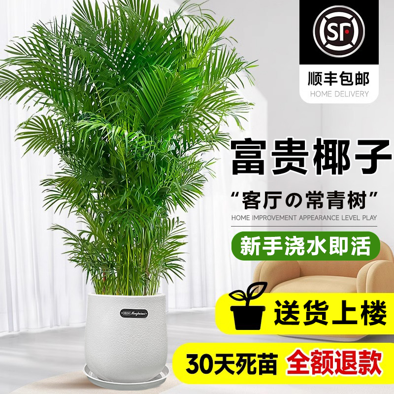 富贵椰子室内散尾葵适合四季常青净化1.3-1.5米高客厅绿植