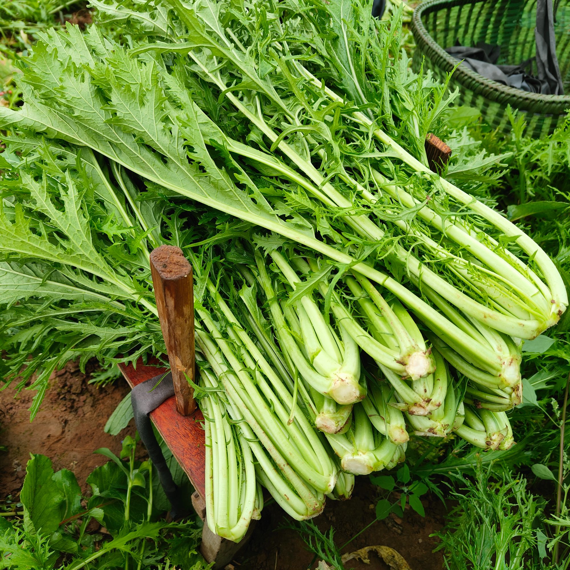 【助农】新鲜雪里红打霜雪里蕻冲菜雪菜腌菜专用菜现挖现发3斤装