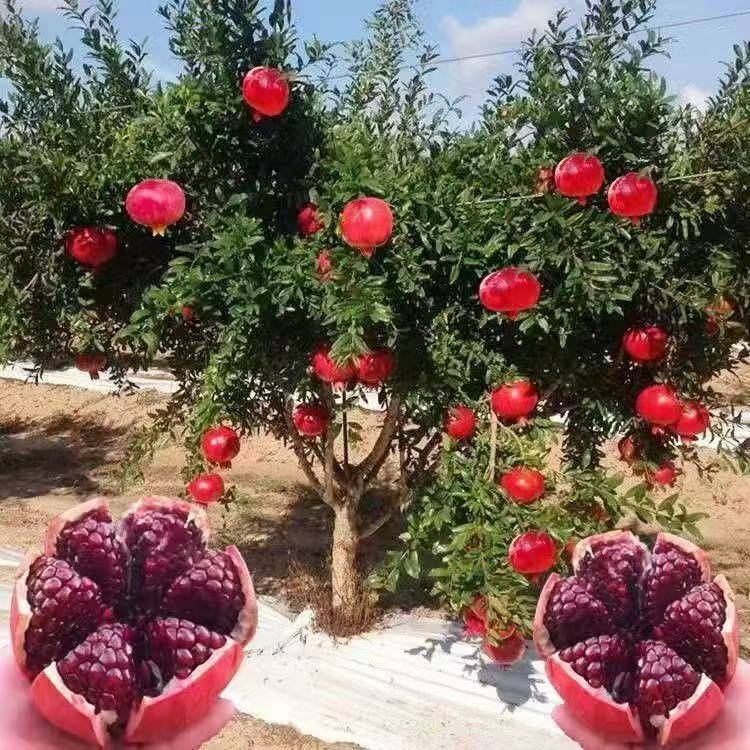 石榴树苗突尼斯软籽石榴苗蒙阳红大红袍石榴庭院嫁接特大果树苗木