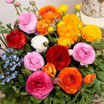 【10颗装带芽发货】洋牡丹重瓣花毛茛种根小球芹叶牡丹花苗花卉盆栽