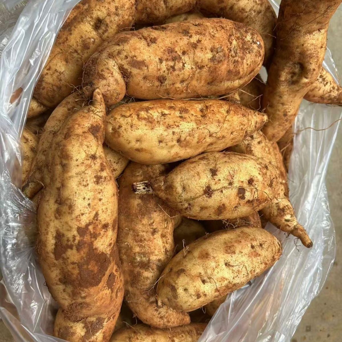 宁洱黄心山药板栗薯红薯地瓜红苕云南普洱现挖现发当季老品种白薯