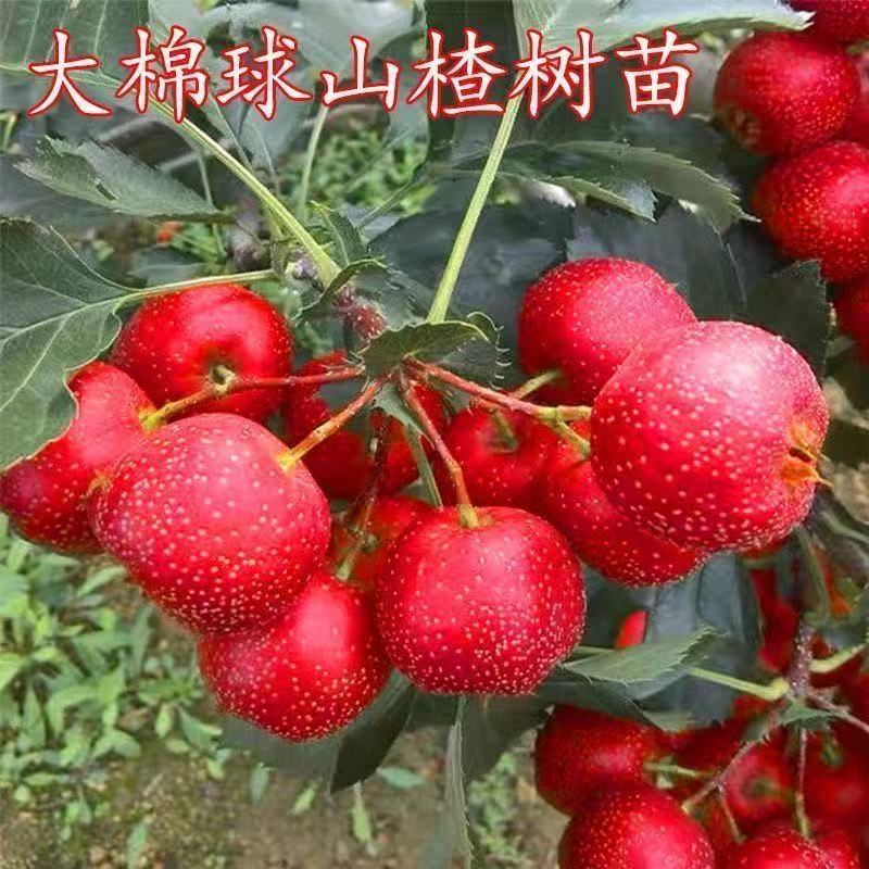 嫁接耐寒大棉球山楂树苗南北方庭院种植盆栽地栽山楂树苗当年结果