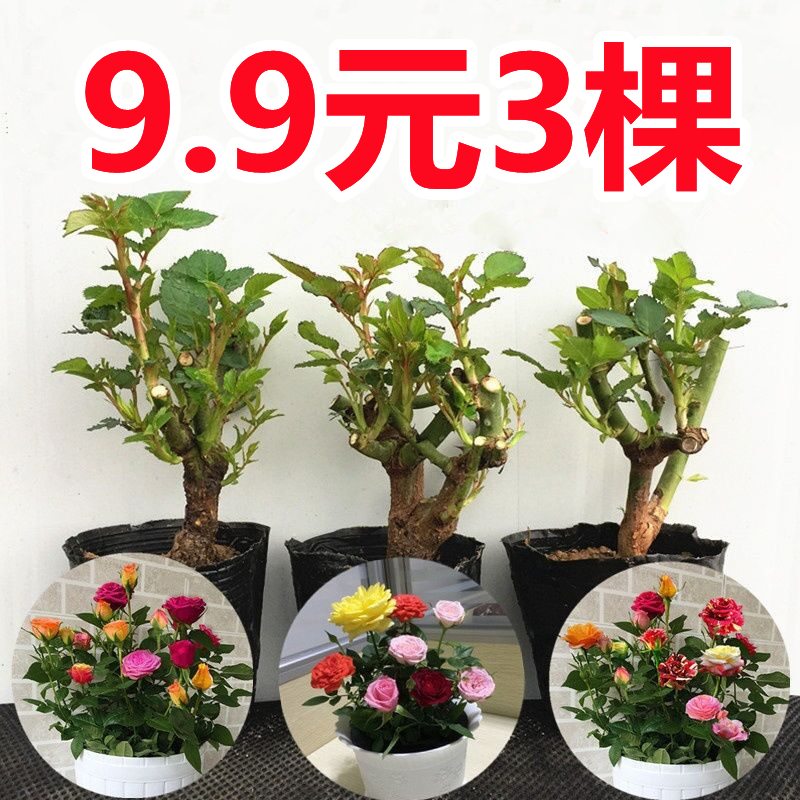 玫瑰花苗切花玫瑰大花四季种植阳台盆栽庭院地栽花苗混色星花怒放
