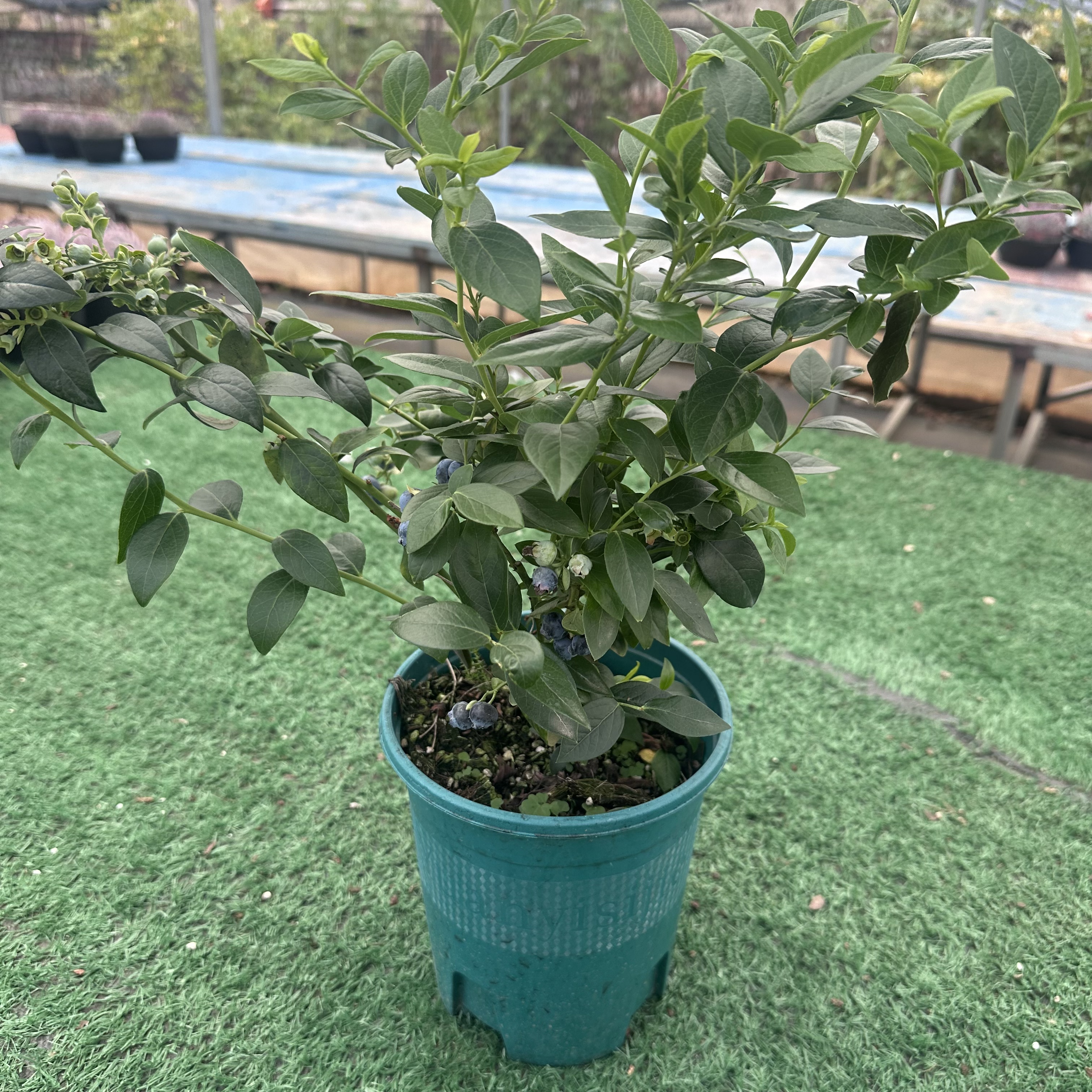 蓝莓树果苗带果蓝莓苗盆栽果树当年结果南北方种植