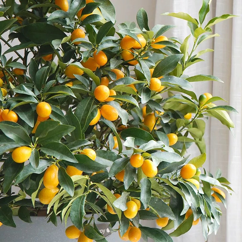 春秋花园 四川正宗金橘果树苗带果发货室外花园