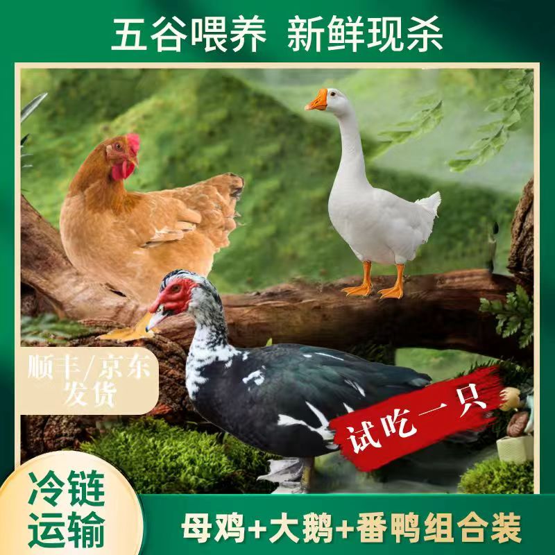 【小邢】1只2年母鸡+1只大白鹅+赠1只番鸭 共3只净重11斤