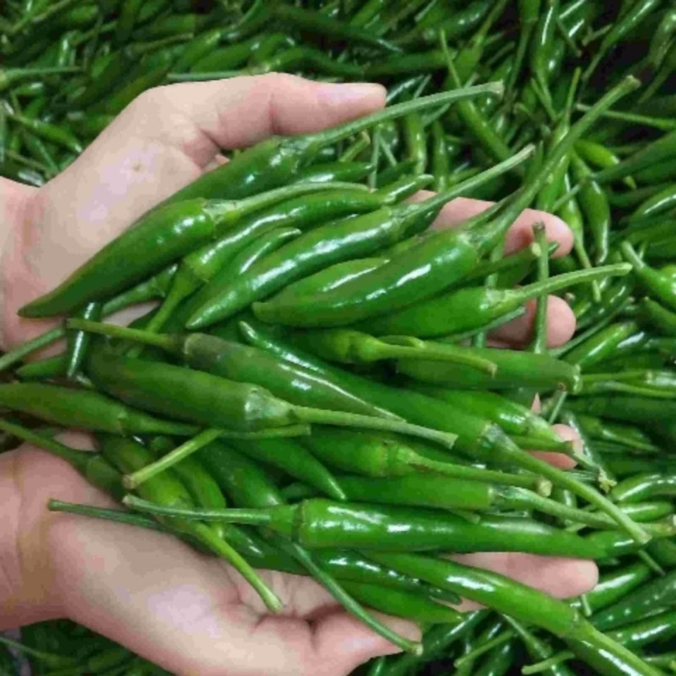 【超级补贴】新鲜青小米椒朝天椒指天椒农家现摘现发青辣椒产地直发