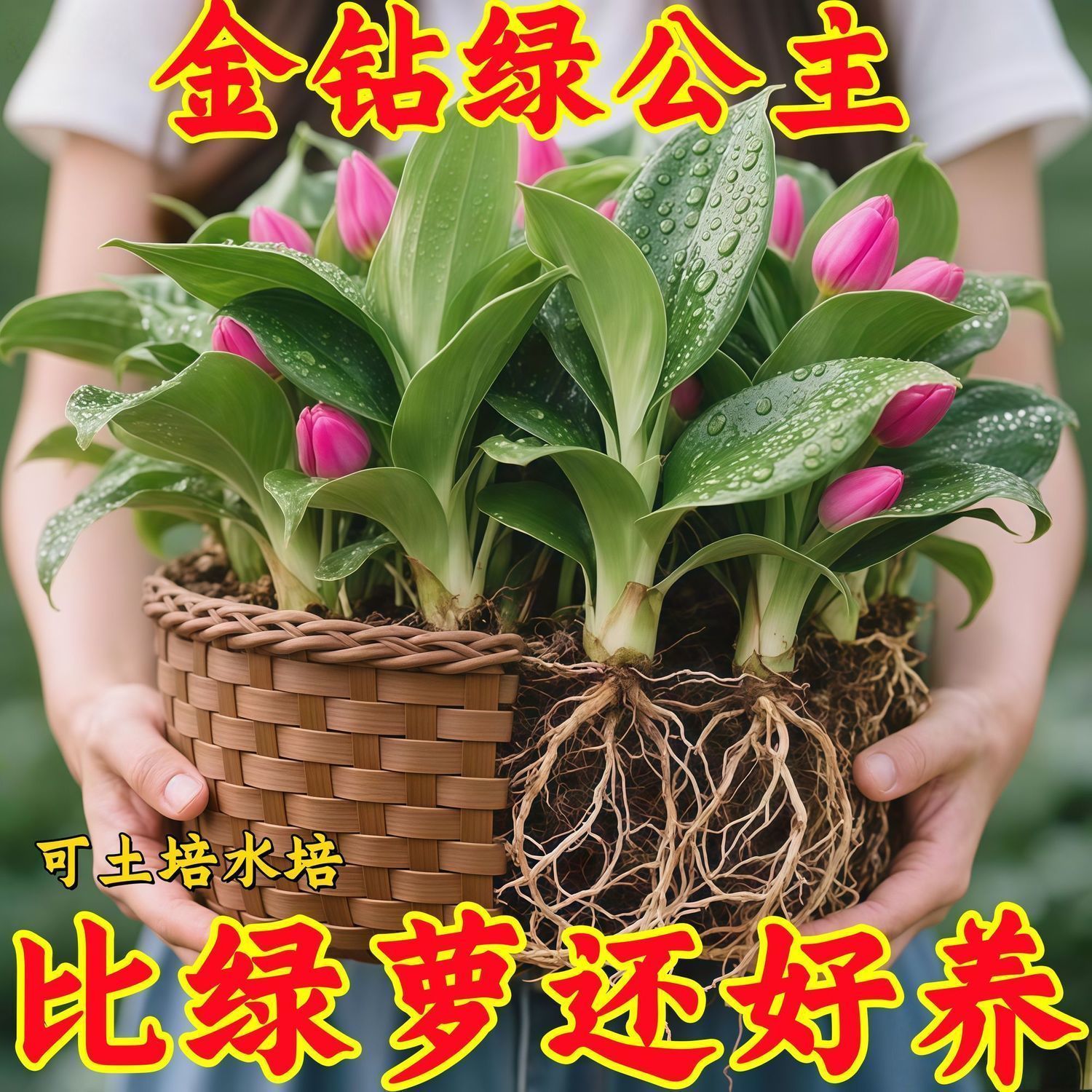 【吸甲醛植物】大叶金钻水培土培盆栽室内绿植办公室客厅四季常青