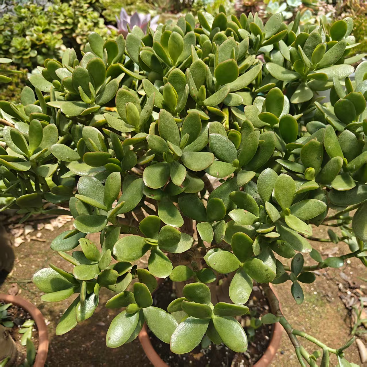 一物一拍青叶玉树 好看好养 新手必备 精品多肉植物 云南昆明发货