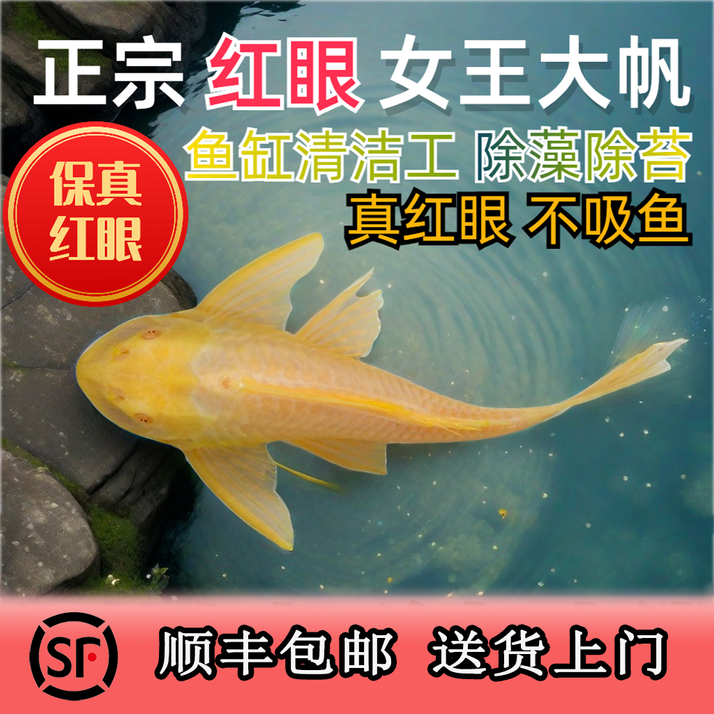 正宗红眼女王大帆鱼清道夫清洁鱼清藻鱼白云鱼缸好养的观赏鱼工具