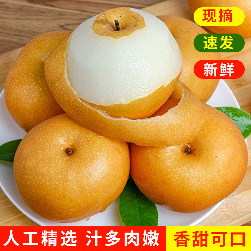 正宗山东秋月梨新鲜采摘现摘现发脆甜皮薄多汁大果包邮