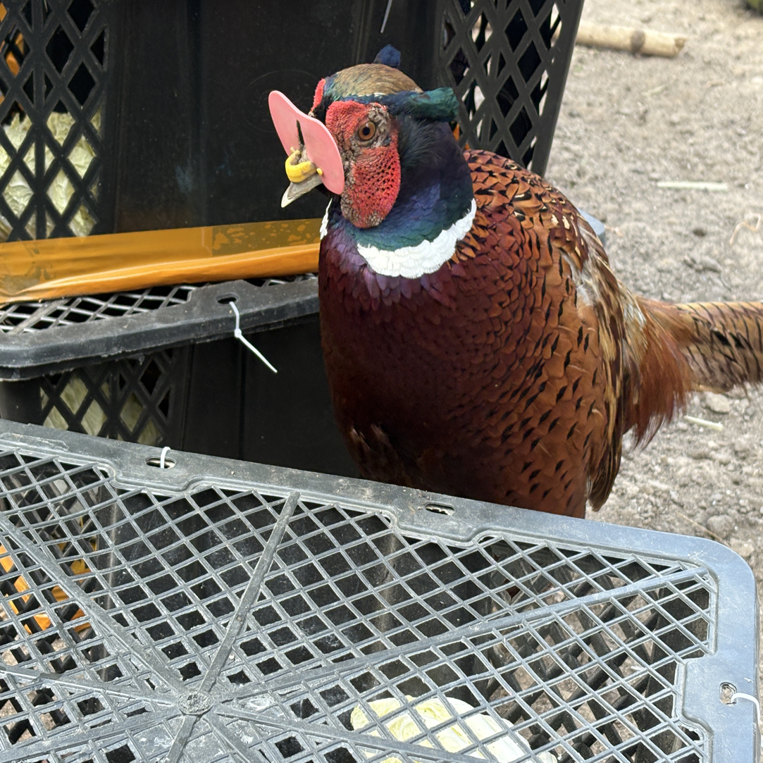 正宗纯种七彩山鸡活体正品成年七彩山鸡
