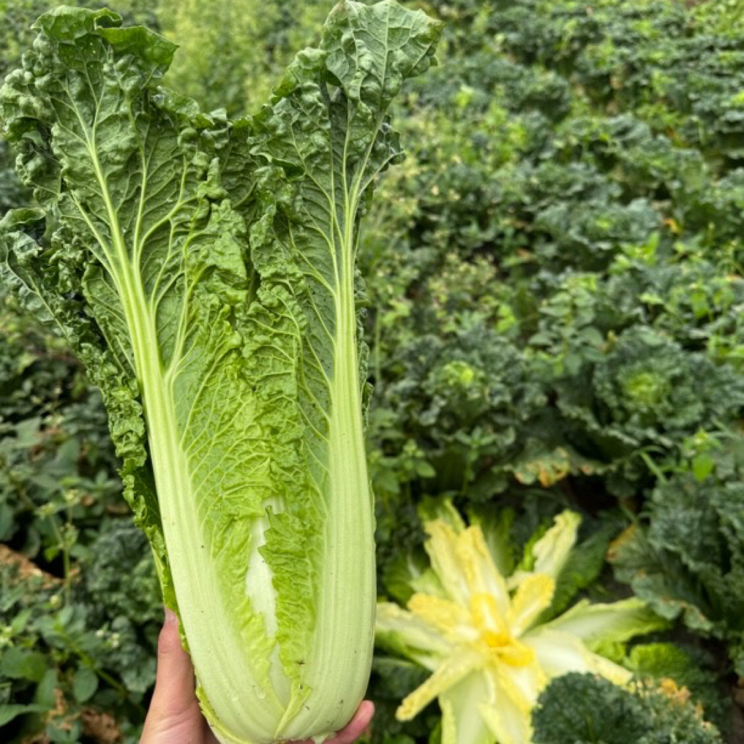 贵州威宁高山青麻叶当季青口绿叶蔬菜青口白菜