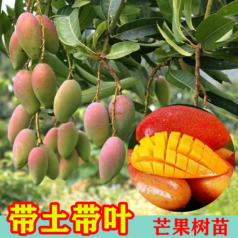 芒果树苗带土带叶嫁接金煌贵妃台农盆栽地栽庭院南方种植四季结果