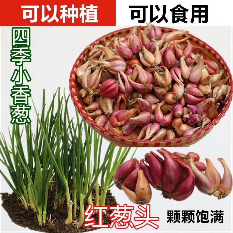 【新疆包邮】四川四季小香葱种头火葱红头葱葱种籽苗阳台盆栽小葱