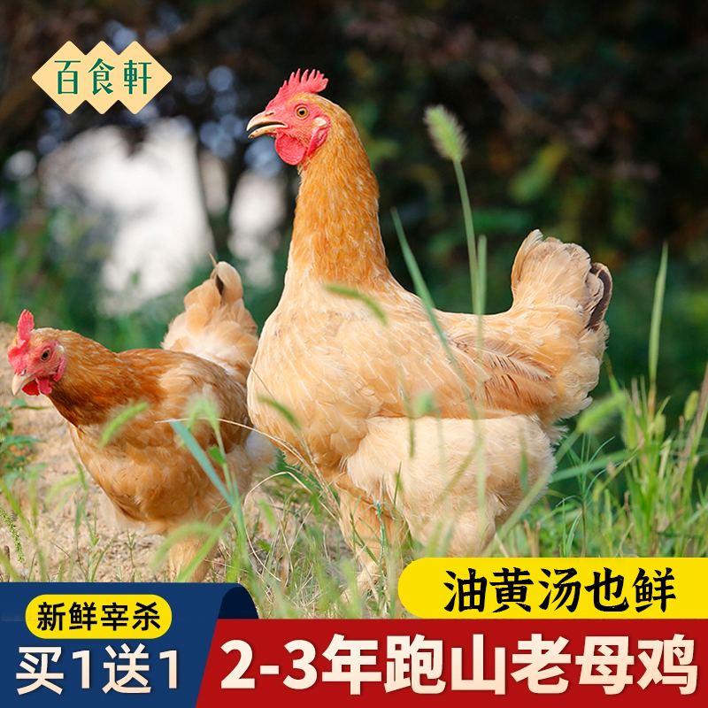 【百食轩】买一送一 大别山区老母鸡正宗黄油新鲜煲汤滋补草鸡 顺丰