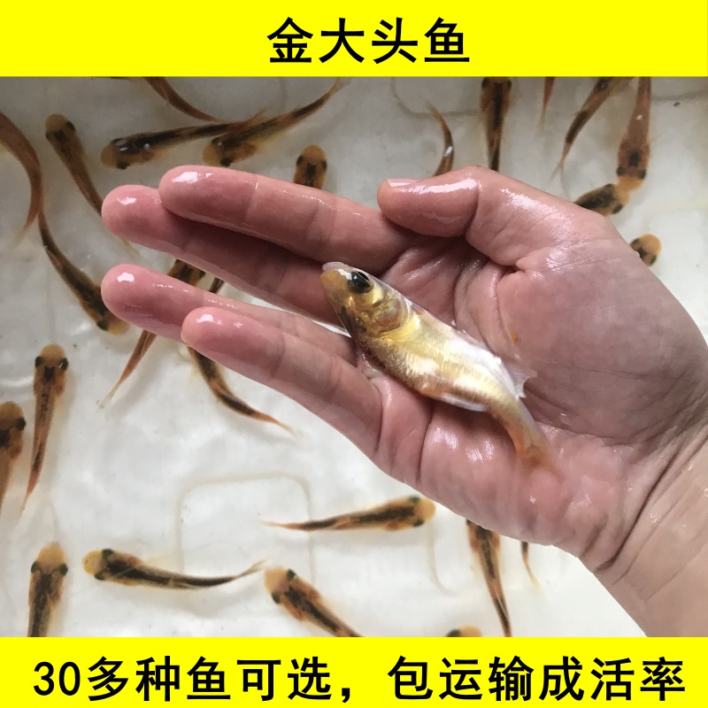 金大头鱼金花鲢鱼金鳙鱼雄鱼胖头鱼淡水活体宠物好养活水族观赏鱼