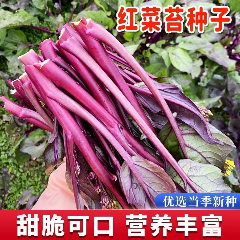红菜苔种子四季可种耐寒耐热高产易种植田园蔬菜羽衣甘蓝种子
