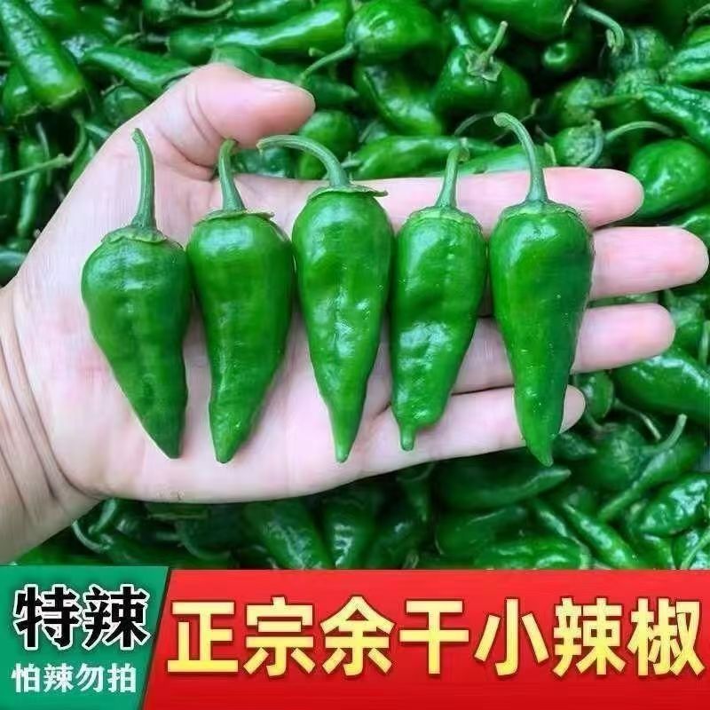 正宗高产精品江西余干椒辣椒苗适合阳台庭院菜苔种子四季都能种