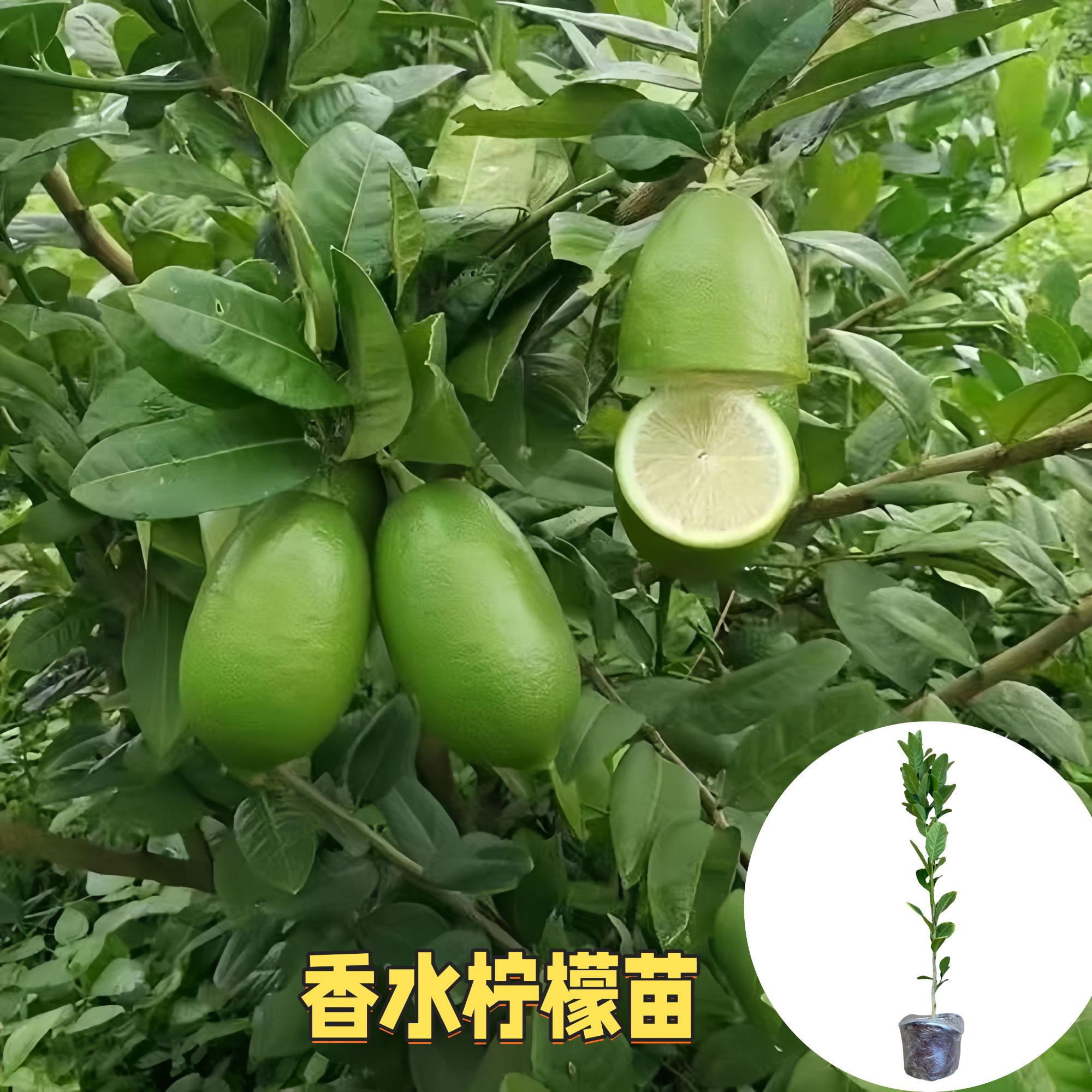 柠檬苗奶茶店手打柠檬批发广东香水柠檬苗四季无籽台湾青檬苗地栽