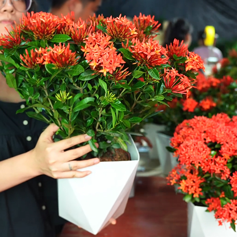 龙船花盆栽带花仙丹花水绣球花苗室内外阳台庭院植物好养开花不断