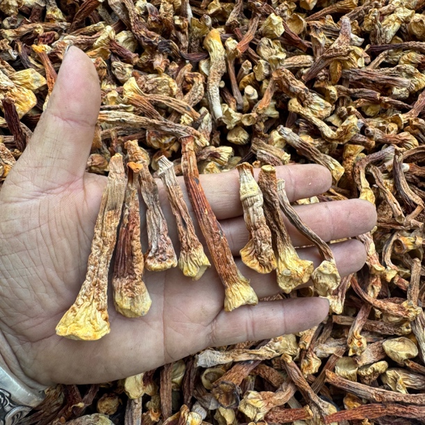 巴西菇脚干货云南特产菌菇煲汤炒菜新鲜食用菌食材好选择