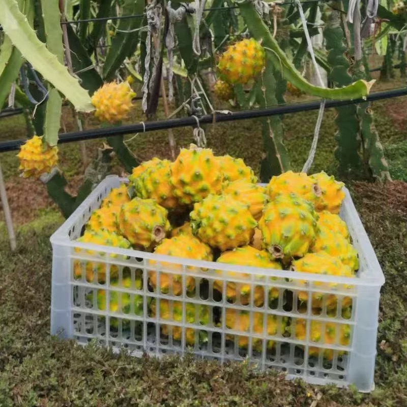 【产地直降】麒麟燕窝果新鲜爽口水果香甜黄色火龙果热带应季水果