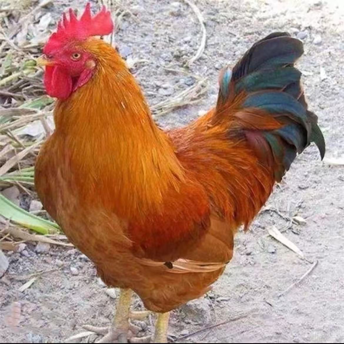 纯粮食喂养纯散养跑山鸡肉质鲜美营养好吃882大公鸡