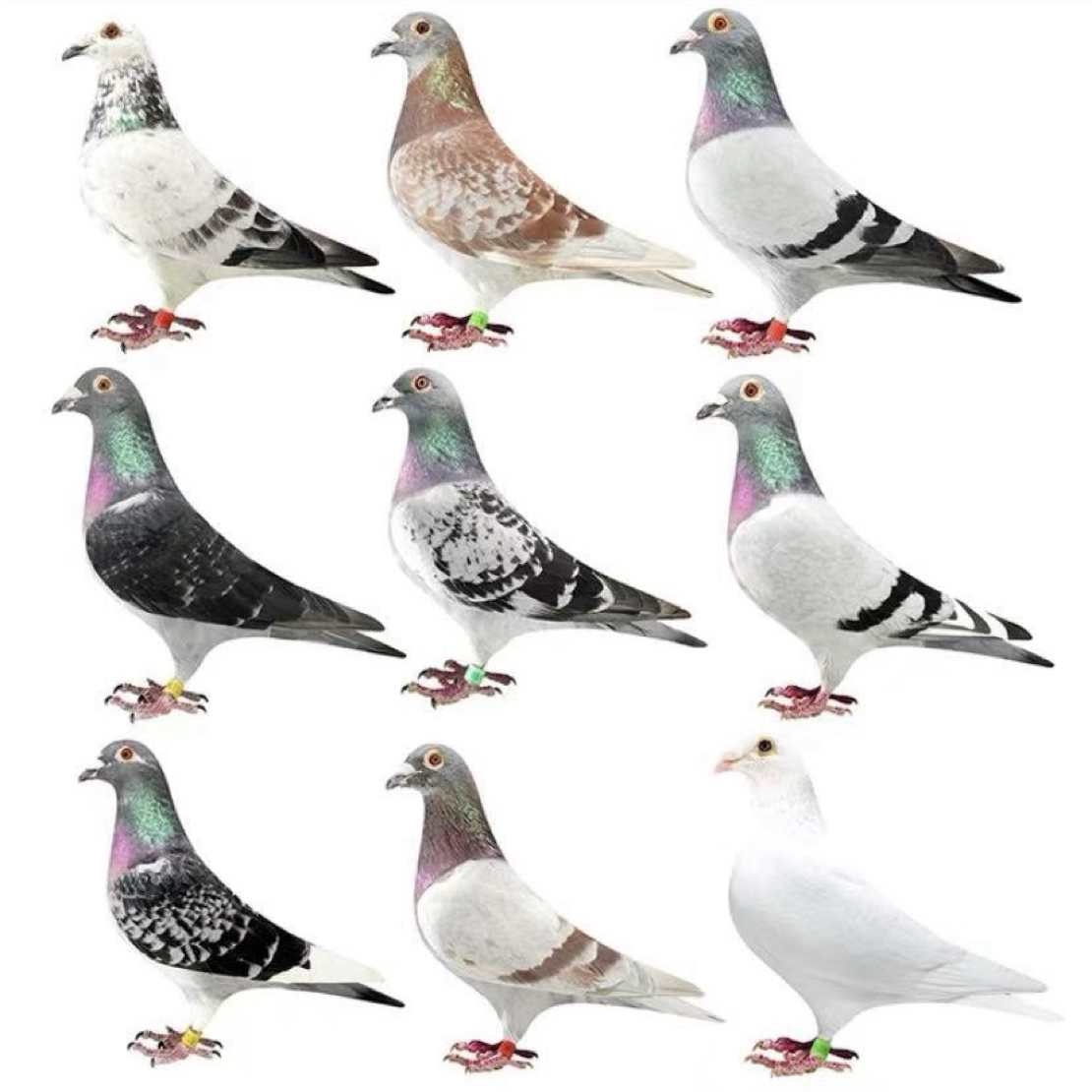 原环詹森血统成绩鸽优质种鸽