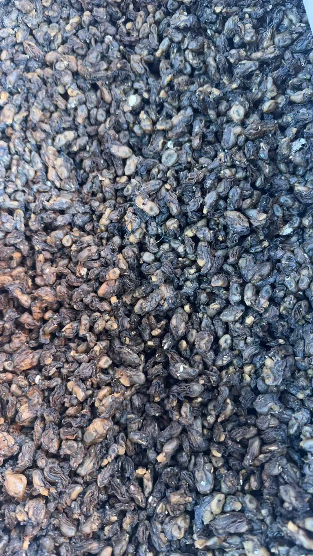 本地足干小小珠海励干干度十成无沙无壳新鲜到货煲汤