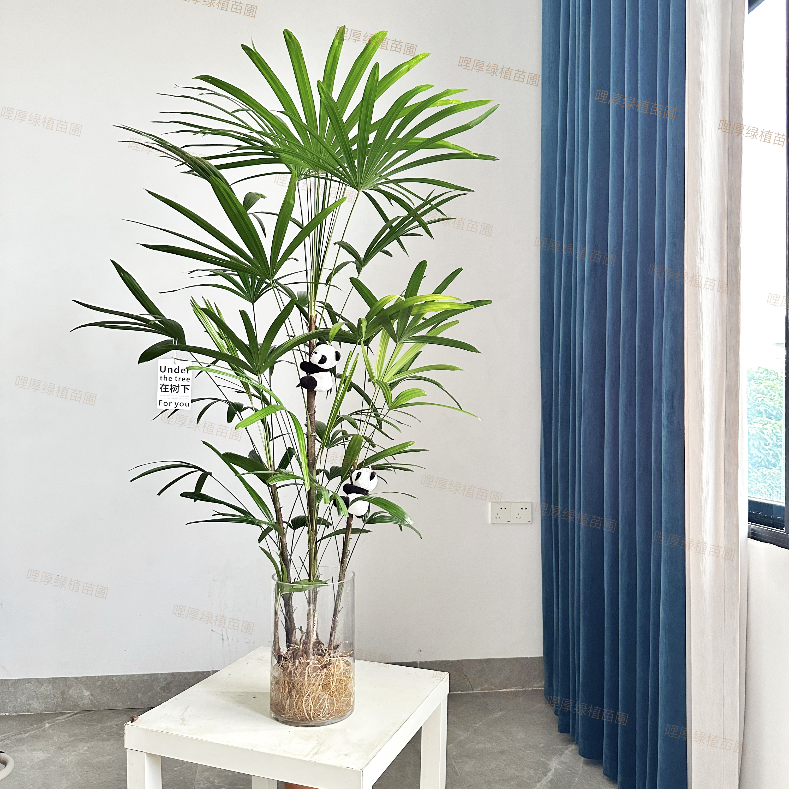 【送货上门】水培土培金山棕竹绿植净化空气家居室内客厅植物