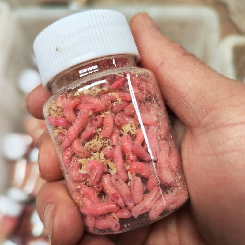 红蛆爆护钓鱼饵料红活蛆虫大蛆野钓狂拉鲜活红蛆鲫鲤白条通杀白条